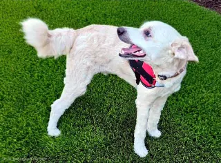 BANJO