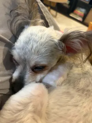 POPPY S