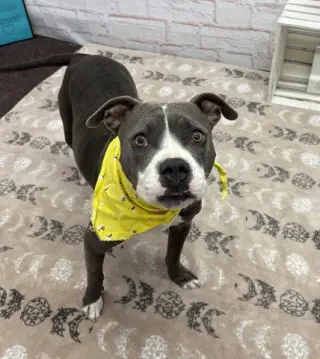 MORGAN
