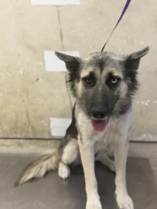 JUNO