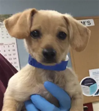 PACO