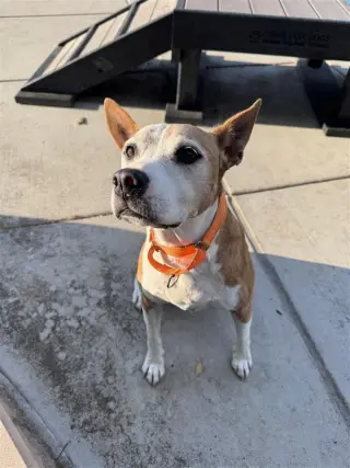 Nova