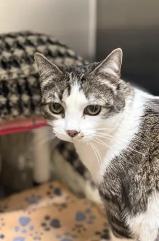 BEBE