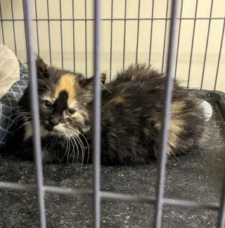 Fern (FKA Mischief)