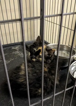 Fern (FKA Mischief)