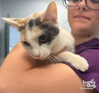 Kat