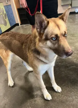 Owen- In Foster
