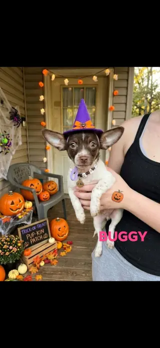 Sally,Oogie,Buggy