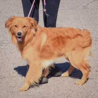 Maximus