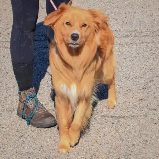 Maximus