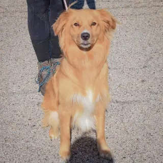 Maximus