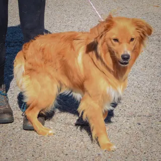 Maximus