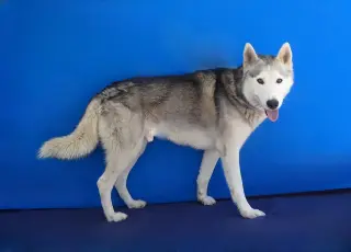 SIMBA