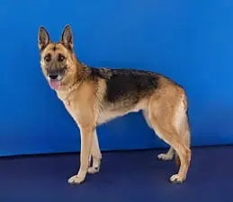 LEIA