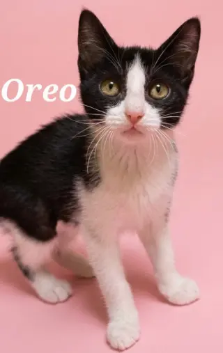 Oreo