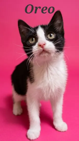 Oreo