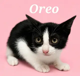 Oreo
