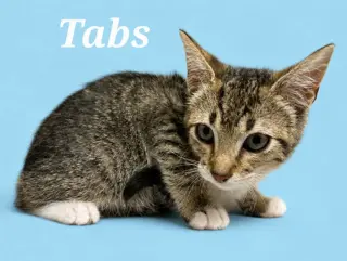Tabs