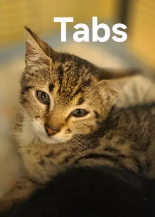 Tabs