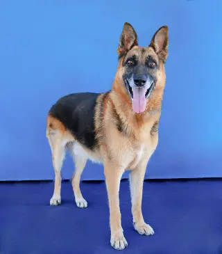 ZARKO