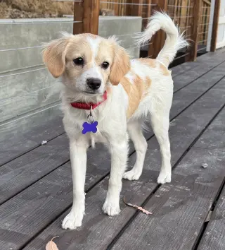 Acadia