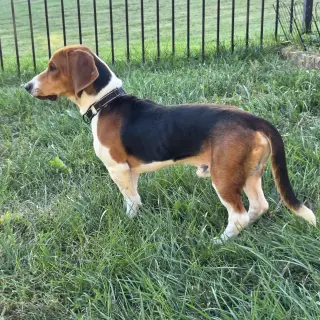 Woodrow