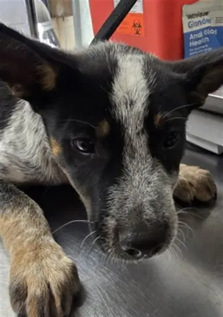 DEX