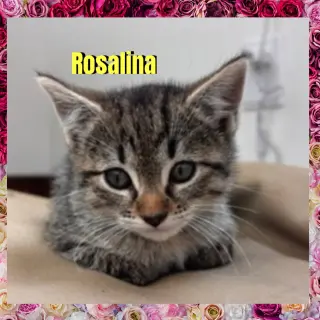 Rosalina