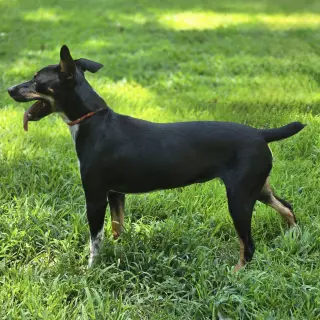 Daisey