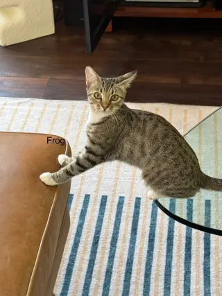 Frog