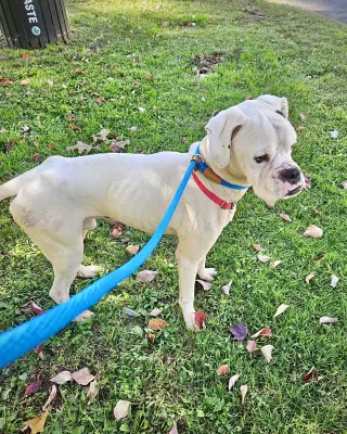 Gus
