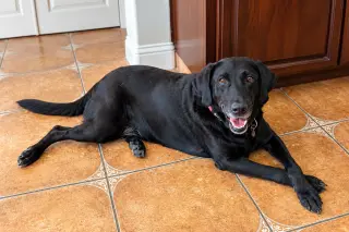 Gabby