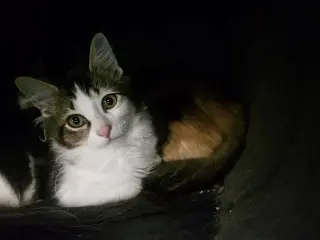 Pixel