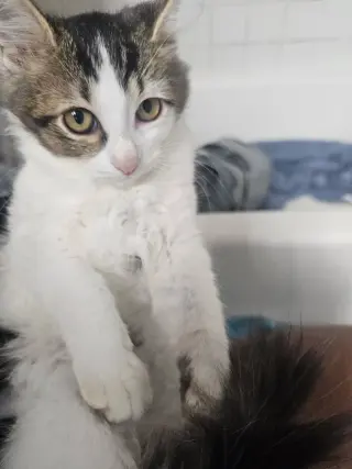 Pixel