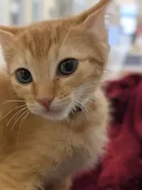 Fifi