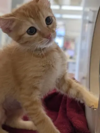 Fifi