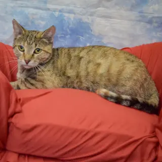 Kailani