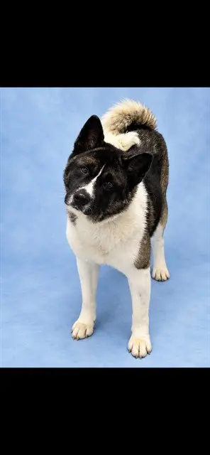 KITA