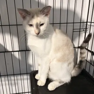 Khalessi