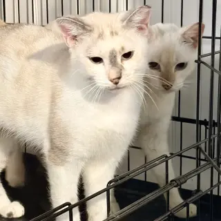 Khalessi