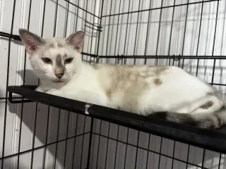 Khalessi