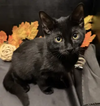 Tammy