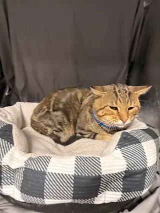 EDGAR