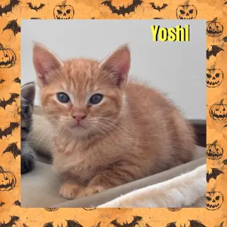 Yoshi