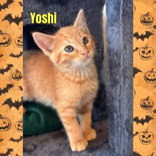 Yoshi