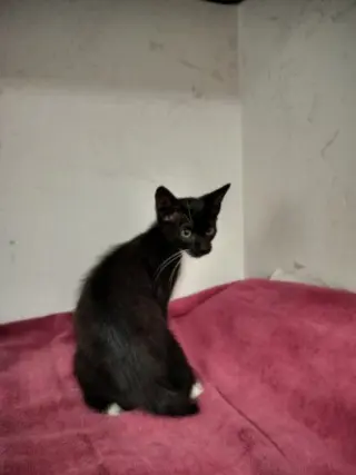 MYRA