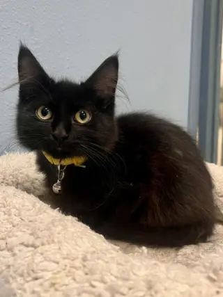 Cornelius