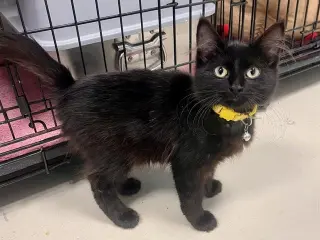 Cornelius