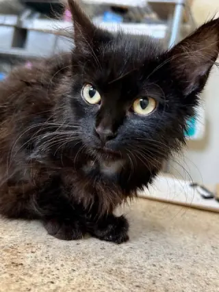 Cornelius