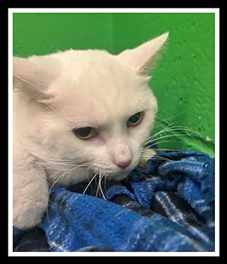 ESTEBAN